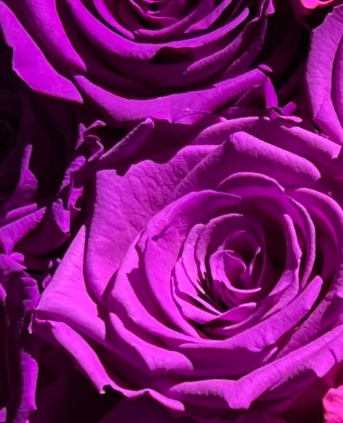 Everlasting-roser i forskjellige rosa toner